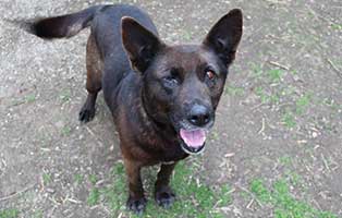 hund penny augenoperation schaut