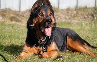 hund willi verstorben