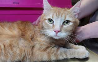 kater asterix misshandelt schwanz abgerissen tisch