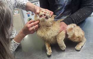 kater rot verwahrlost bekescsaba tisch