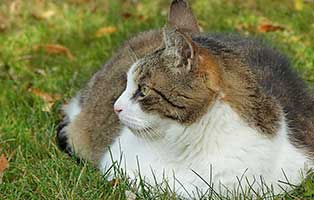 kuehnemund blog diabetis katzen