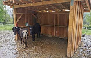 offenstall matsche ponys breitenberg stall