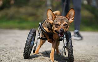 patentier hund nathan04