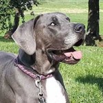 patentier hund yoda wollaberg02