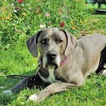 patentier hund yoda wollaberg03