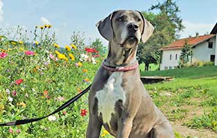 patentier hund yoda wollaberg04