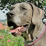 patentier hund yoda wollaberg05