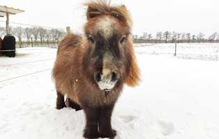 pony pepper nabelbruch-operation