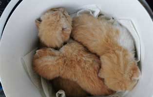 drei katzenbabys tierschutzliga dorf