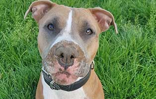 hund bella patentier bueckeburg01