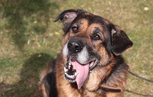 hund loui patentier bueckeburg03