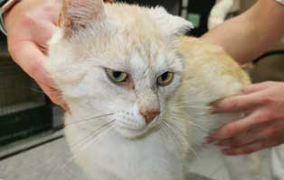 kater olaf ohrenentzuendung