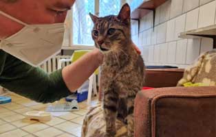 kater rundi zuhause gefunden frauchen