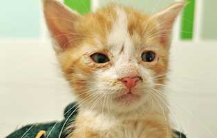 katzenbaby tk003 21 maennlich