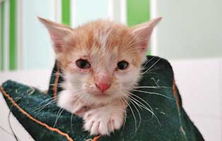 katzenbaby tk004 21 maennlich