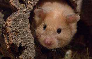 kuehnemund blog hamster