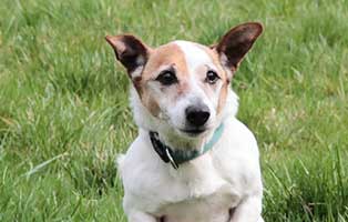 oskar patentier bueckeburg06