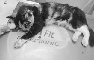 unfallkatze thüringen auge