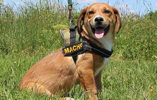 welpe05 maennlich buda ungarn aufnahmepatenschaft