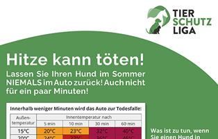 hitzetod auto hund beitrag