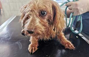 hund 07 pudelmix daniel