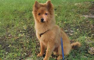 hund carlo zuhause gefunden wiese