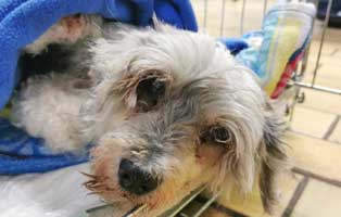 hund maggy gebaehrmaschine erlöst