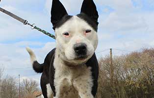 hund maszat ungarn portrait