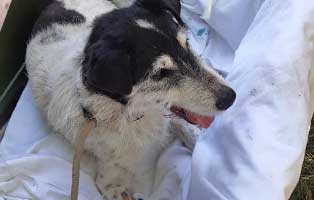 hund mex ungarn tumor genesung