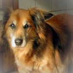 hund spike verstorben portrait