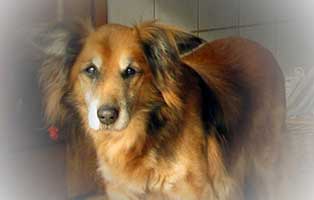 hund spike verstorben portrait