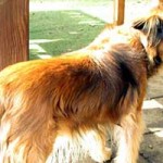 hund spike verstorben seite