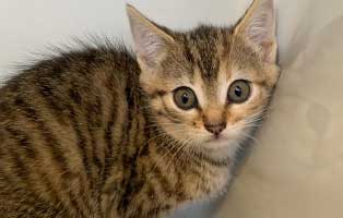 katzenbaby bk127 21 weiblich bueckeburg