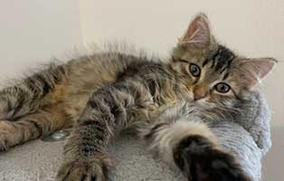 katzenbaby bk136 21 weiblich bueckeburg