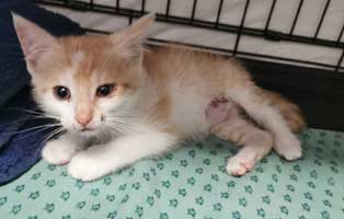 katzenbaby loki schwer verletzt