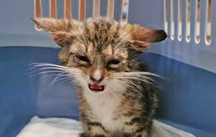 katzenbaby sk370 21 maennlich start ins leben