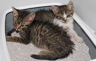 katzenschwemme bekescsaba katzenbabys