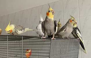 nympfensittiche bueckeburg käfig