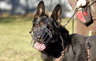 patentier schaeferhund rocky 05