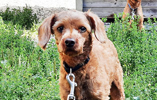 14 hunde futterpatenschaft horst