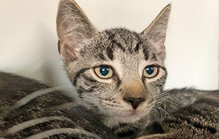 Jungkatze03 bk 163 21 weiblich start ins leben