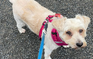 hund cuki zuhause gefunden