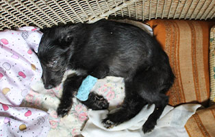 hund izso ungarn notfellchen