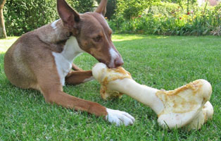 hund katze blog vegane ernaehrung