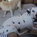 hund nala dalmatiner weiblich patentier03