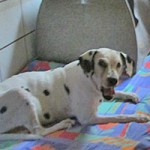 Nana, die 15-jährige, taube kleine Dalmatiner-Hündin ist seit Juli 2021 im Tierparadies Oberdinger Moos. Mit ihren Problemen hätte sie kaum eine Chance auf Vermittlung gehabt