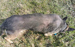 hund natja bekescsaba hautprobleme