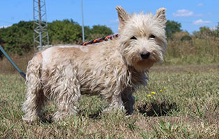 hund sziren weiblich aufnahmepaten