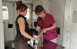 impressionen arbeit kastrationsmobil05