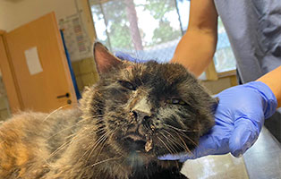 kater kampfspuren verletzt gesicht